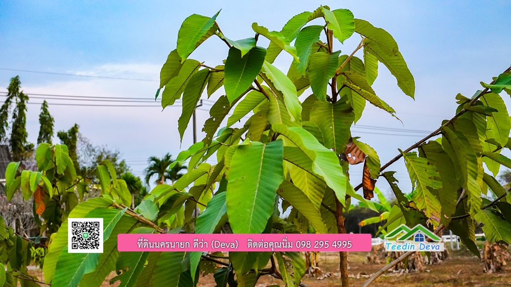 ที่ดินนครนายก วิวภูเขา ราคาเริ่มต้น 867,600 บาท ⭐ ทำเลแบบนี้ หาไม่ได้อีกแล้ว