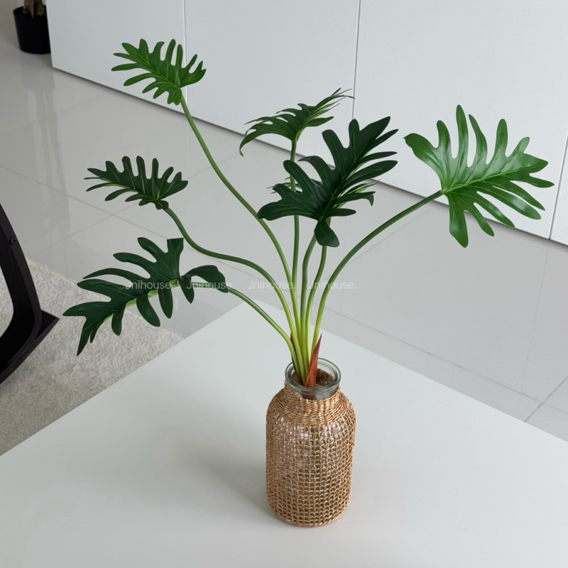 [พร้อมส่ง] Jnihouse : กิ่งต้นซานาดู (Xanadu Plant)(Tree)