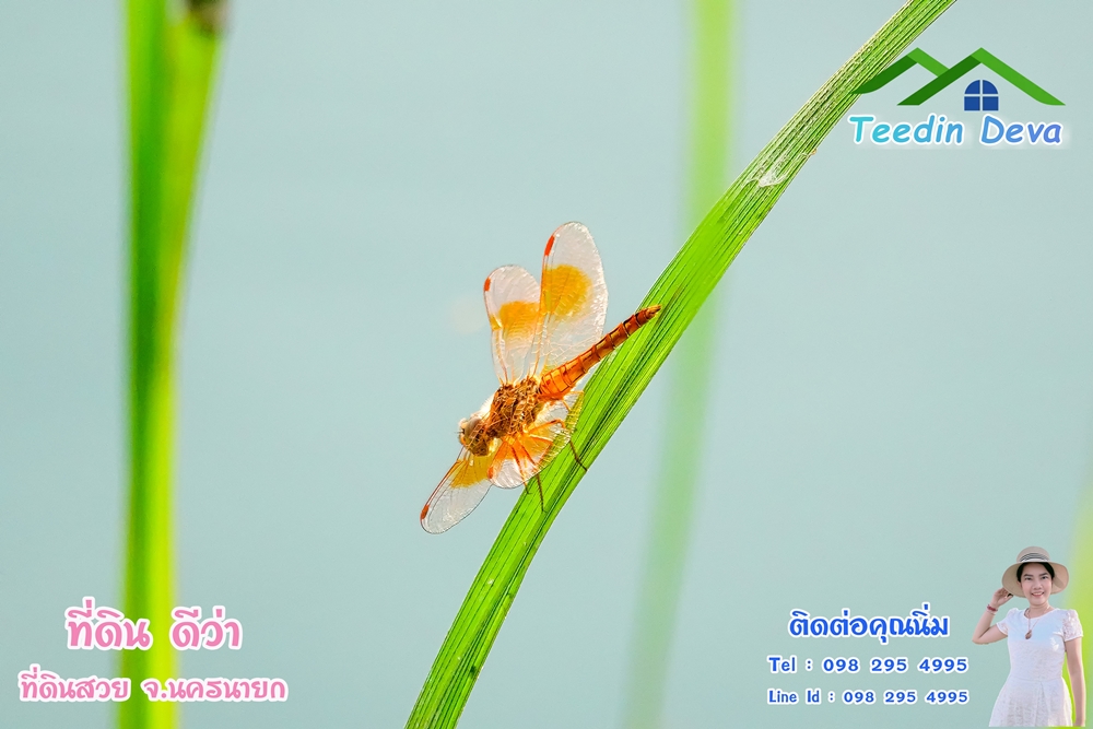 ที่ดินนครนายก โครงการ Mountain 3 อ.บ้านนา จ.นครนายก