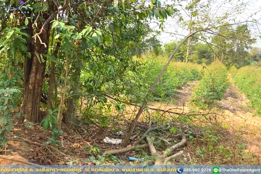 📣 ที่ดินสวยพร้อมทำกำไรดีกว่าฝากแบงค์ ปลูกต้นยูคาฯ ตอ2 กำลังโต พร้อมเก็บเกี่ยว ใกล้ ถ. ฉะเชิงเทรา-กบินทร์บุรี น้ำ-ไฟฟ้าเข้าถึงเรียบร้อย เดินทางเข้าออกสะดวก ต. เขาหินซ้อน อ. พนมสารคาม จ. ฉะเชิงเทรา The Best ! | โทร. 085-992-9228