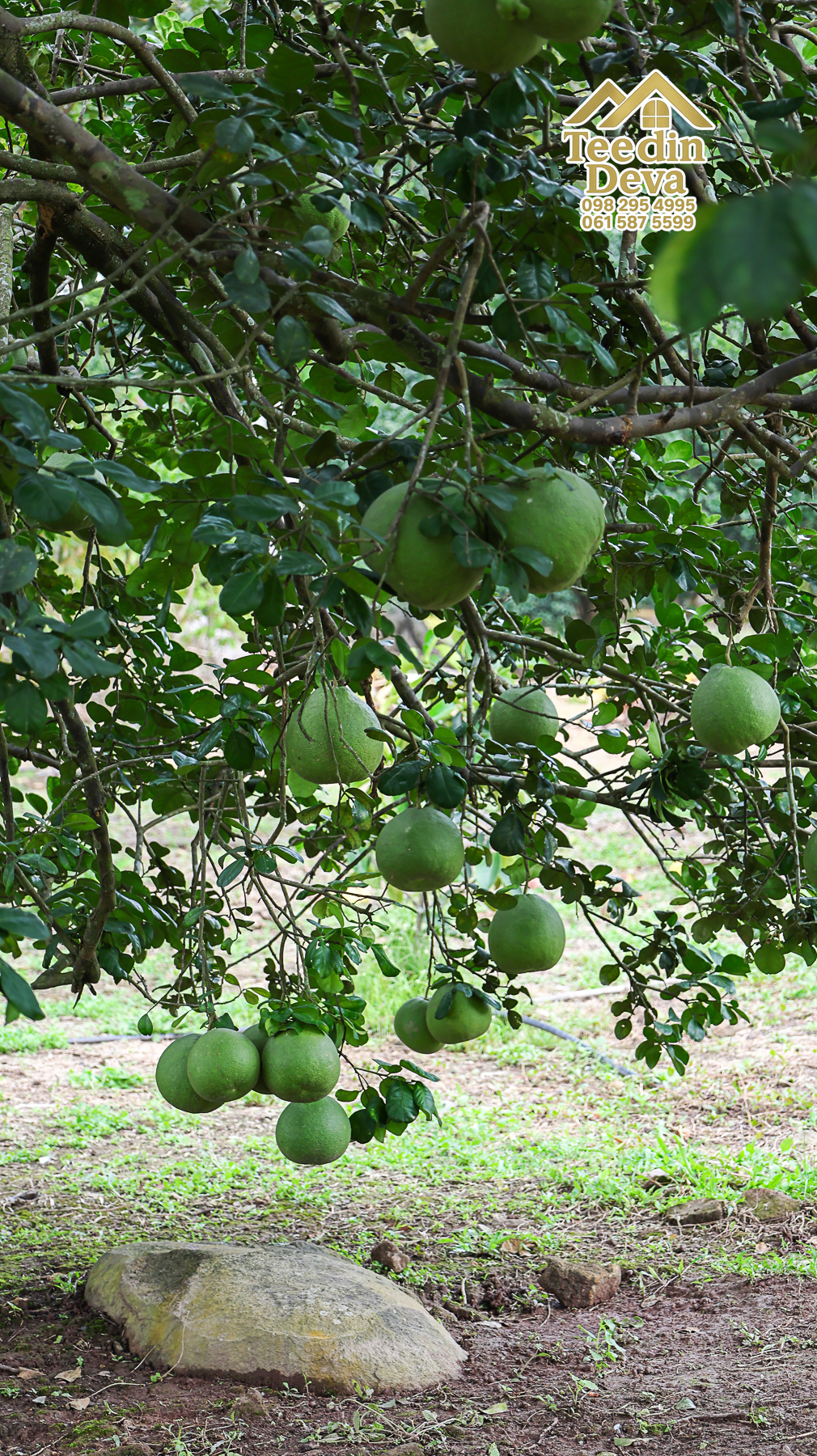 ที่ดินติดภูเขา เนินสวย พร้อมพัฒนารีสอร์ทหรือพูลวิลล่า 1 ไร่ ต.เขาพระ อ.เมือง จ.นครนายก 🏡