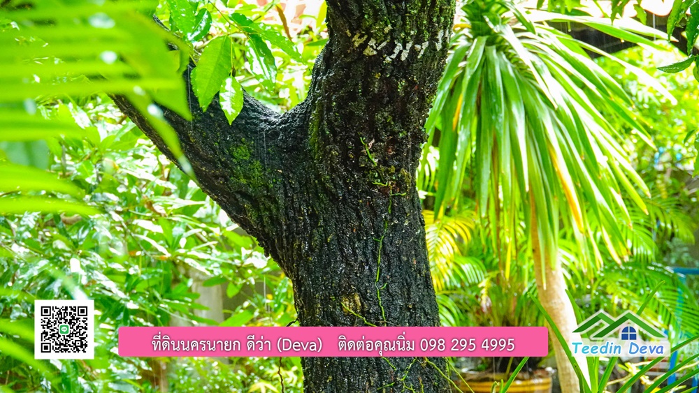 บ้านไทยประยุกต์ พร้อมสวนผลไม้ พืชผักสวนครัว ใกล้กับตัวเมืองนครนายก