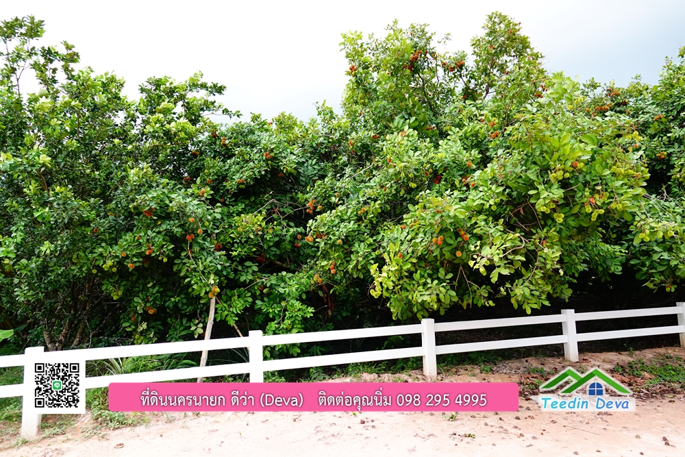 ที่ดินนครนายก วิวภูเขาสวยๆ ราคาแปลงละ 1.36 ล้านบาท สด และผ่อน