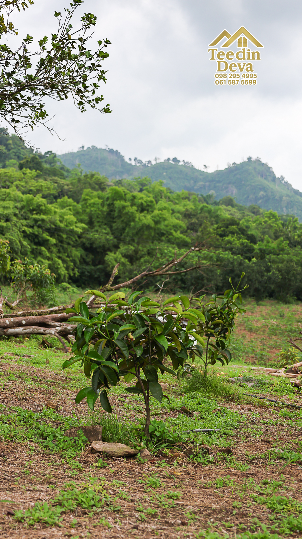 ที่ดินติดภูเขา เนินสวย พร้อมพัฒนารีสอร์ทหรือพูลวิลล่า 1 ไร่ ต.เขาพระ อ.เมือง จ.นครนายก 🏡