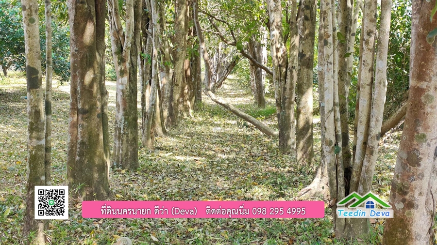 บ้านสวนผลไม้ ใกล้กับแหล่งท่องเที่ยว เจ้าของปลูกมะยงชิด ส้มโอ ต้นกฤษณา 20 ไร่ อยู่ติดถนนสายท่องเที่ยว สาริกา-นางรอง ต.สาริกา อ.เมือง จ.นครนายก