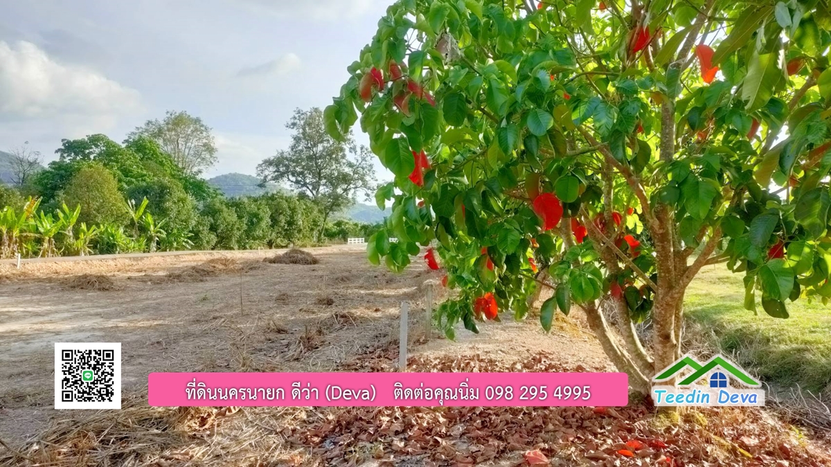 ที่ดินวิวภูเขา แปลงสวย เนื้อที่ 1 ไร่ 3 งาน ด้านหน้าวิวภูเขา ด้านหลังเป็นสวนผลไม้ ต.เขาเพิ่ม อ.บ้านนา จ.นครนายก