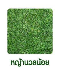 หญ้านวลน้อย