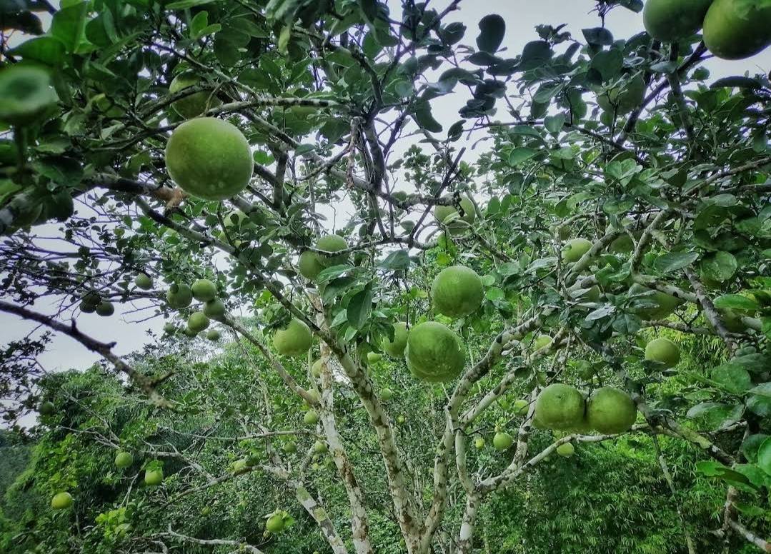 ที่ดินนครนายก ติดลำธารสวย บรรยากาศดีมากๆ วิวภูเขาล้อมพาโนราม่า ต.สาริกา อ.เมือง จ.นครนายก โฉนดครุฑแดง