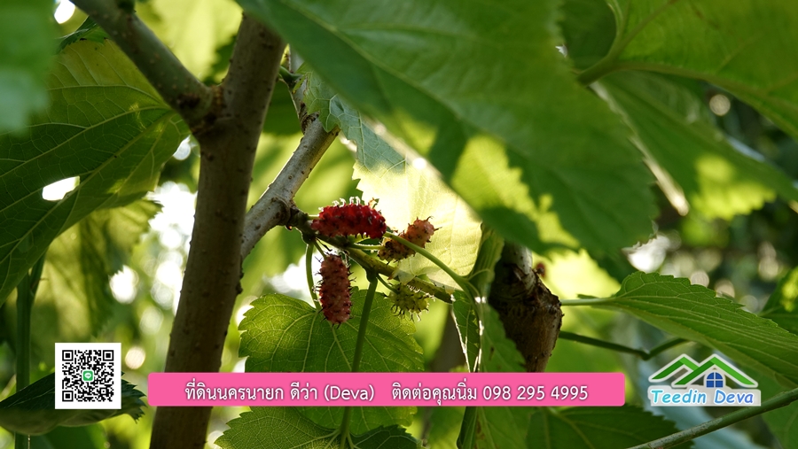 บ้านสวนผลไม้ สามารถเก็บผลผลิตได้เลย พื้นที่ 2 ไร่ 1 งาน อ.ปากพลี จ.นครนายก