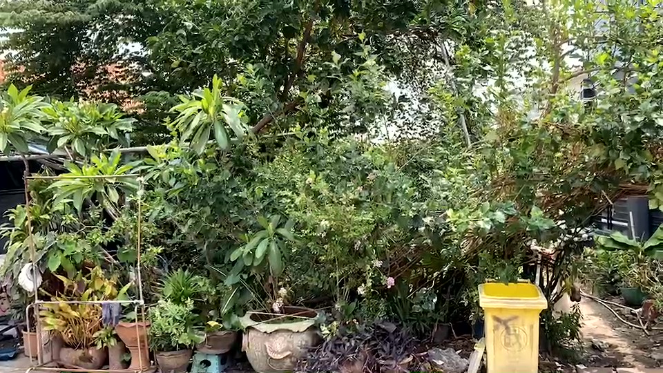 ขายที่ดิน ดอนเมือง ขนาด 50 ตารางวา ซอยสรณคมน์ 25 แยก3 (ซอยหมู่บ้านปิ่นเจริญ1) เหมาะสร้างบ้าน สร้างคาเฟ่ และอื่นๆ