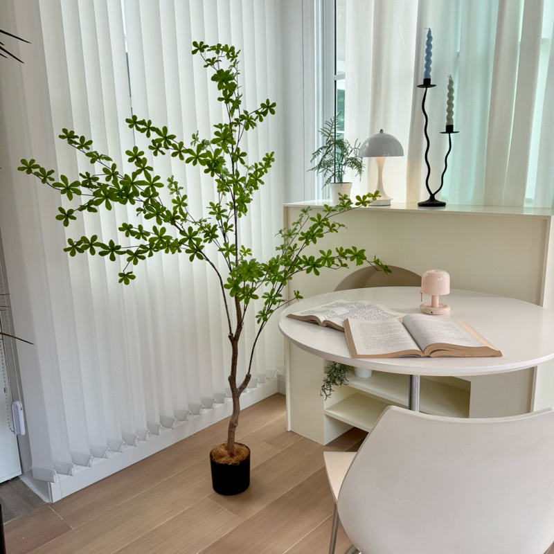 [พร้อมส่ง] Jnihouse : ต้น Japanese Bell ใส่กระถางดำสูง 150 cm