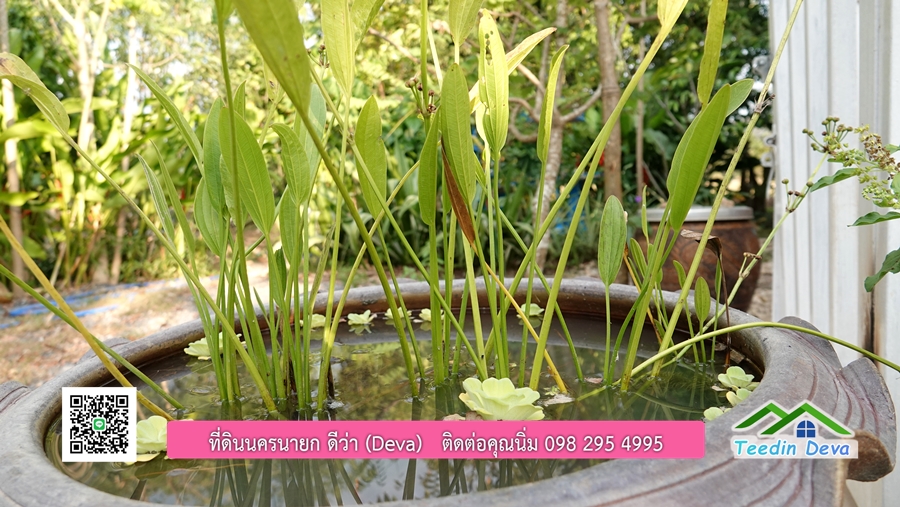 บ้านสวนผลไม้ สามารถเก็บผลผลิตได้เลย พื้นที่ 2 ไร่ 1 งาน อ.ปากพลี จ.นครนายก