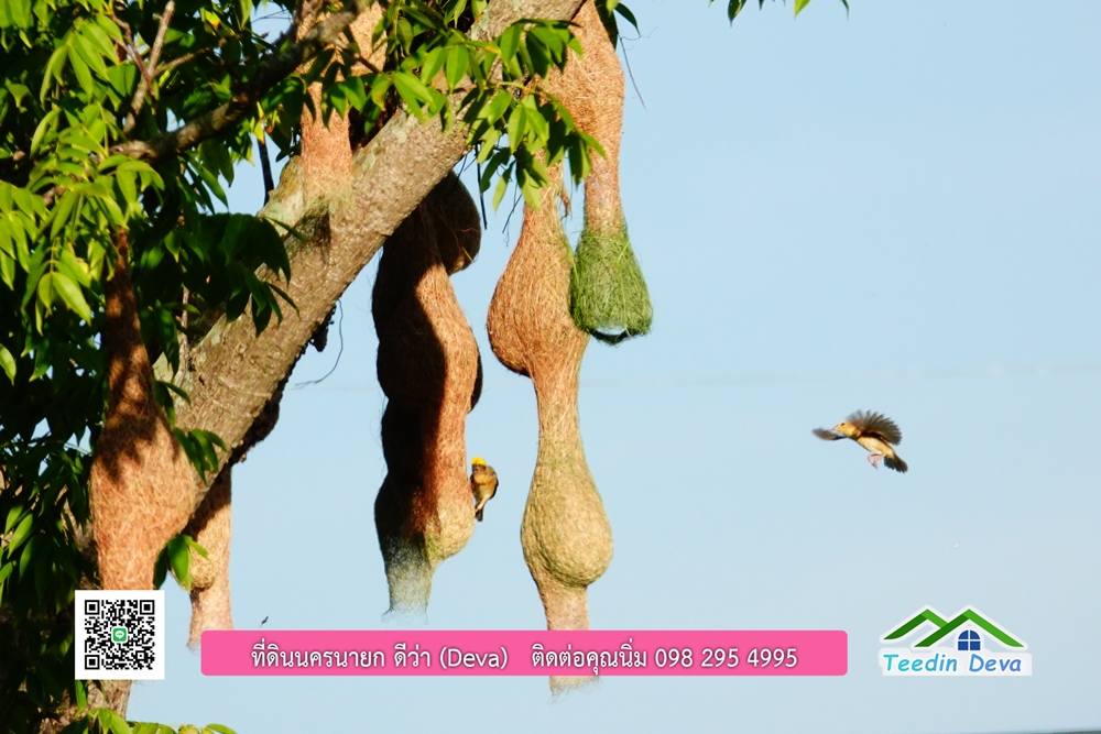 ที่ดินนครนายก โครงการ mountain 6