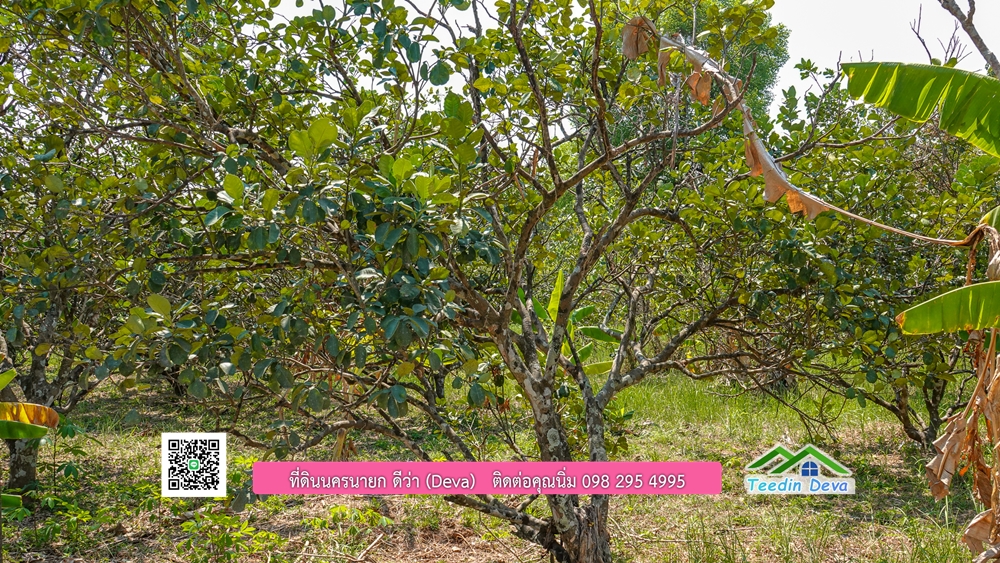 ขายสวนผลไม้ ทำเลดี ใกล้แหล่งท่องเที่ยว ขนาด 1-2-94 ไร่ ต.สาริกา อ.เมือง จ.นครนายก