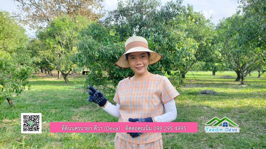ขายสวนมะยงชิดพันธุ์ทูลเกล้า ขนาด 7 ไร่ ทำเลดีเยี่ยม ติดถนนลาดยาง ต.เขาเพิ่ม อ.บ้านนา จ.นครนายก