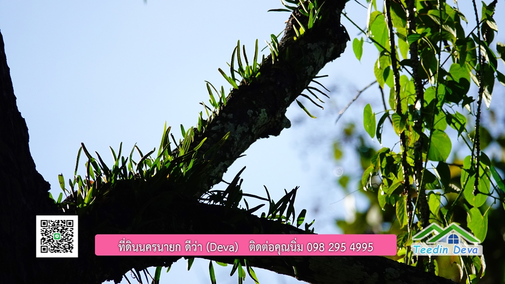 (ðī āļāļīāļāļāļēāļĢāļāļēāļĒ) āļāļĩāđāļāļīāļāļāļāļĢāļāļēāļĒāļ āļāļīāļāļĨāļģāļāļēāļĢ āļāļĨāļđāļāļāļĨāđāļĄāđ 8 āđāļĢāđ 2 āļāļēāļ āļ.āļŠāļēāļĢāļīāļāļē āļ.āđāļĄāļ·āļāļ āļ.āļāļāļĢāļāļēāļĒāļ