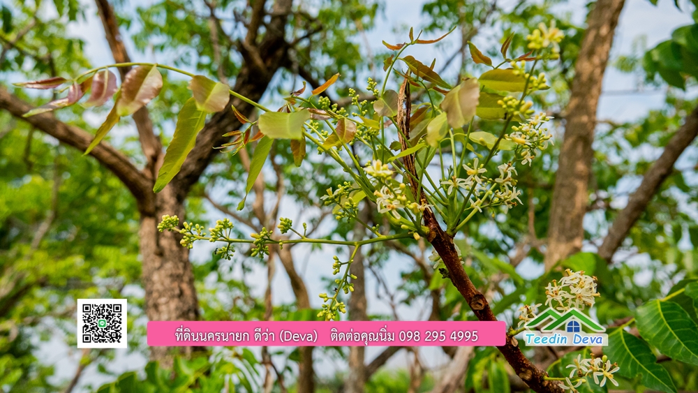 ขายที่ดิน สวนปาล์ม แปลงสวย ทำเลดี เนื้อที่ 11-3-8 ไร่ ให้ผลผลิตแล้ว อ.ปากพลี จ.นครนายก