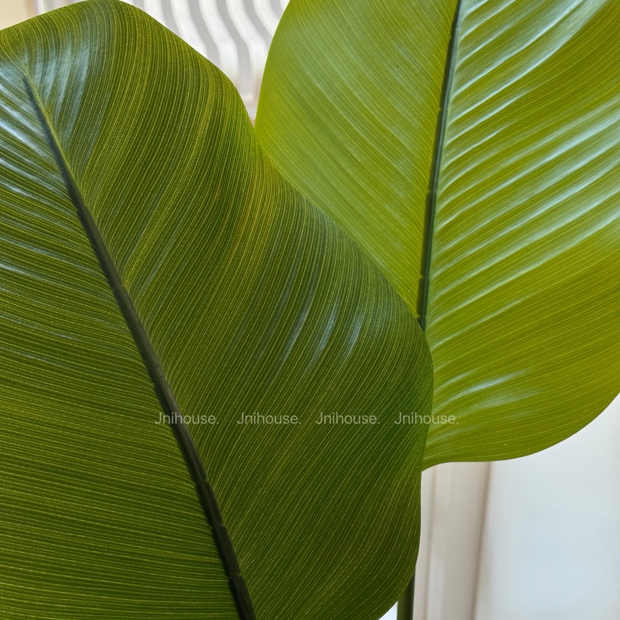 [พร้อมส่ง] Jnihouse : ต้นปักษาสวรรค์ประดิษฐ์ใบนิ่ม สูง 120 cm (Tree)