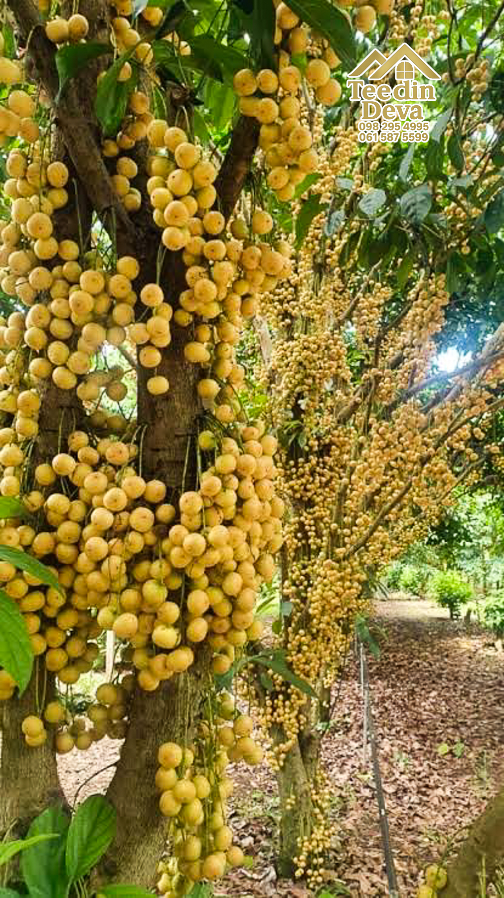 🌿 สวนผลไม้ในฝัน ใกล้เขื่อนขุนด่านปราการชล — 1 ไร่ 12 ตรว. ต.หินตั้ง อ.เมือง จ.นครนายก 🌿