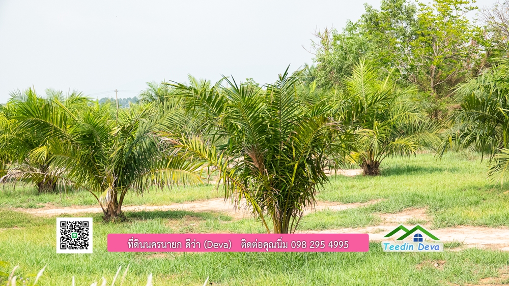 ขายที่ดิน สวนปาล์ม แปลงสวย ทำเลดี เนื้อที่ 11-3-8 ไร่ ให้ผลผลิตแล้ว อ.ปากพลี จ.นครนายก