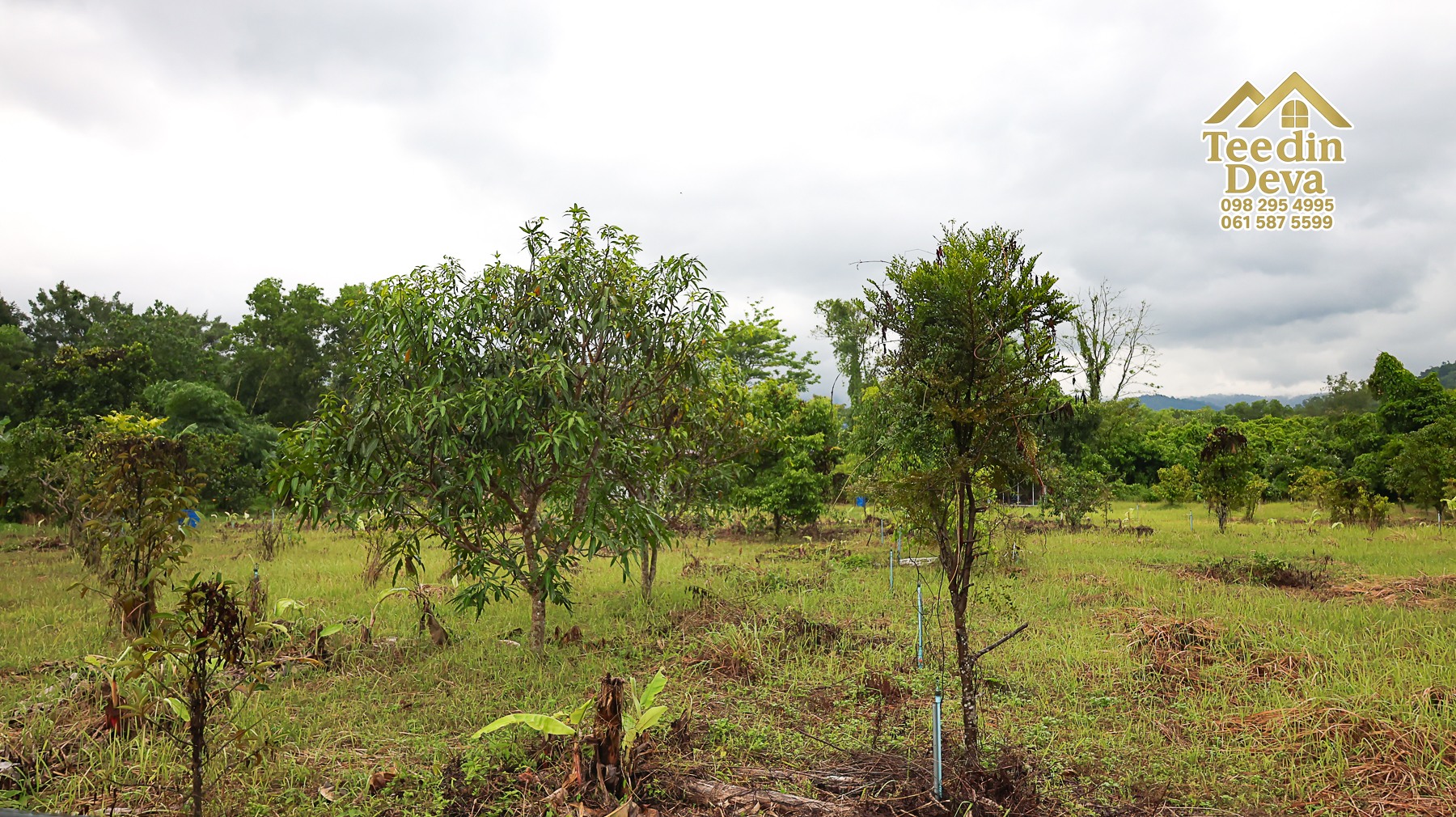 🌤 วิวภูเขาโอบล้อม ความสงบโอบใจ... ที่ดินสวนผลไม้ 120 ตร.ว. ต.หินตั้ง อ.เมือง จ.นครนายก 💛