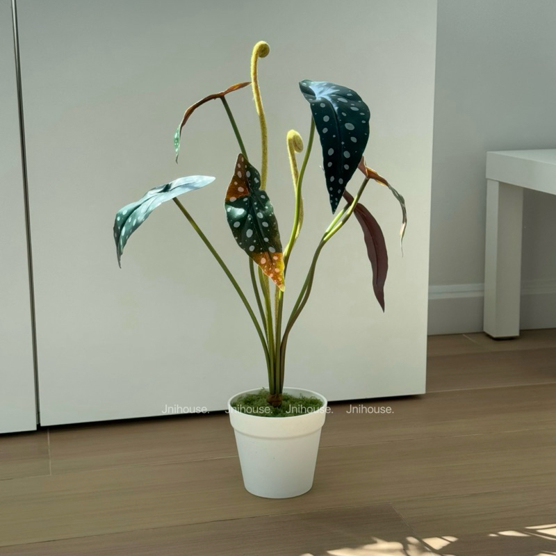 [พร้อมส่ง] Jnihouse : ต้นไม้ประดิษฐ์บีโกเนียลายจุด (Artificial Begonia Maculata Tree)