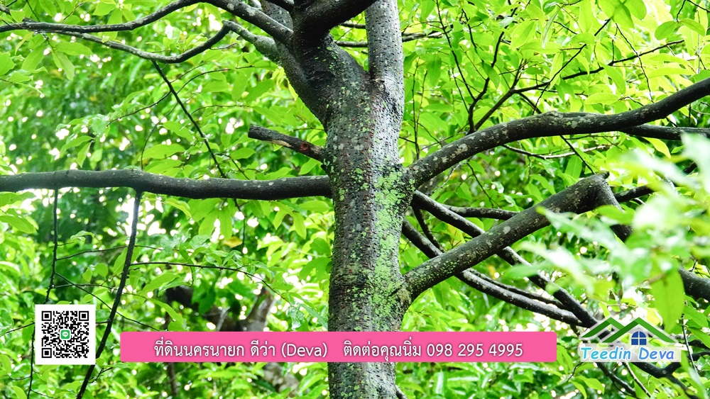 บ้านไทยประยุกต์ พร้อมสวนผลไม้ พืชผักสวนครัว ใกล้กับตัวเมืองนครนายก