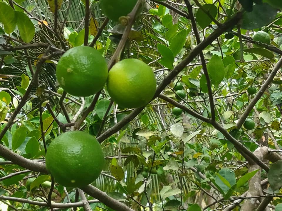 ที่ดินนครนายก บ้านสวนผลไม้ พื้นที่ 1 ไร่ 1 งาน ติดคลองส่งน้ำ ปลูกผลไม้หลากหลาย อ.ปากพลี จ.นครนายก