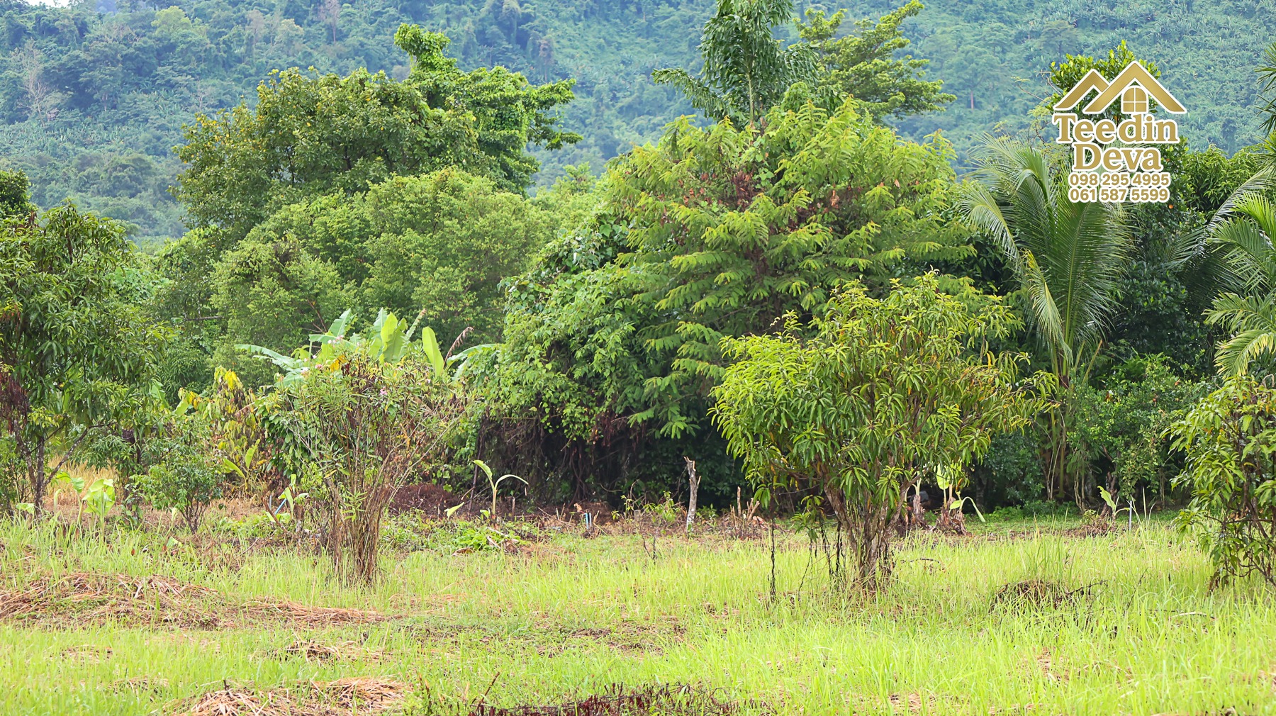 🌤 วิวภูเขาโอบล้อม ความสงบโอบใจ... ที่ดินสวนผลไม้ 120 ตร.ว. ต.หินตั้ง อ.เมือง จ.นครนายก 💛