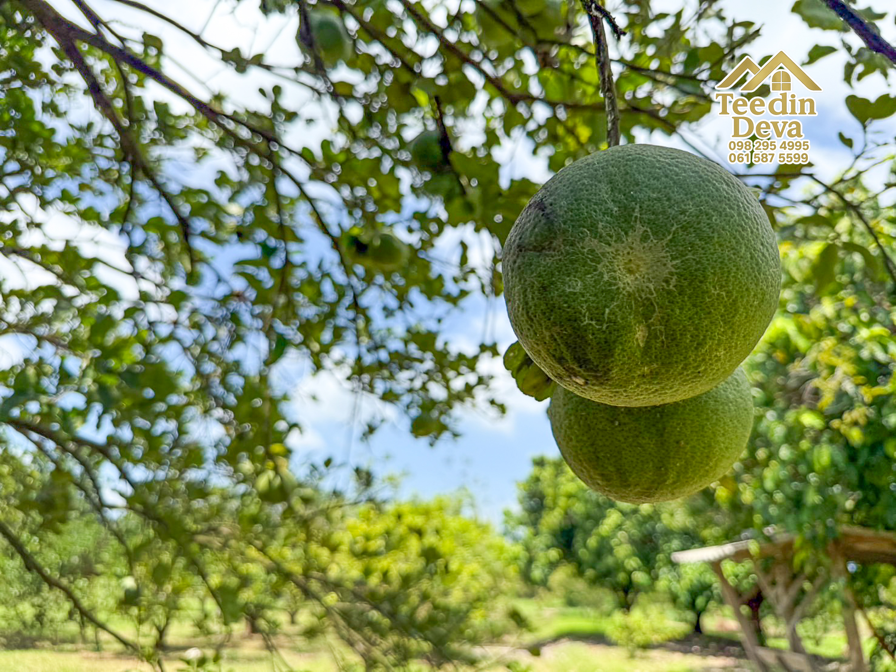 🌿 สวนผลไม้ในฝัน ใกล้เขื่อนขุนด่านปราการชล — 1 ไร่ 12 ตรว. ต.หินตั้ง อ.เมือง จ.นครนายก 🌿
