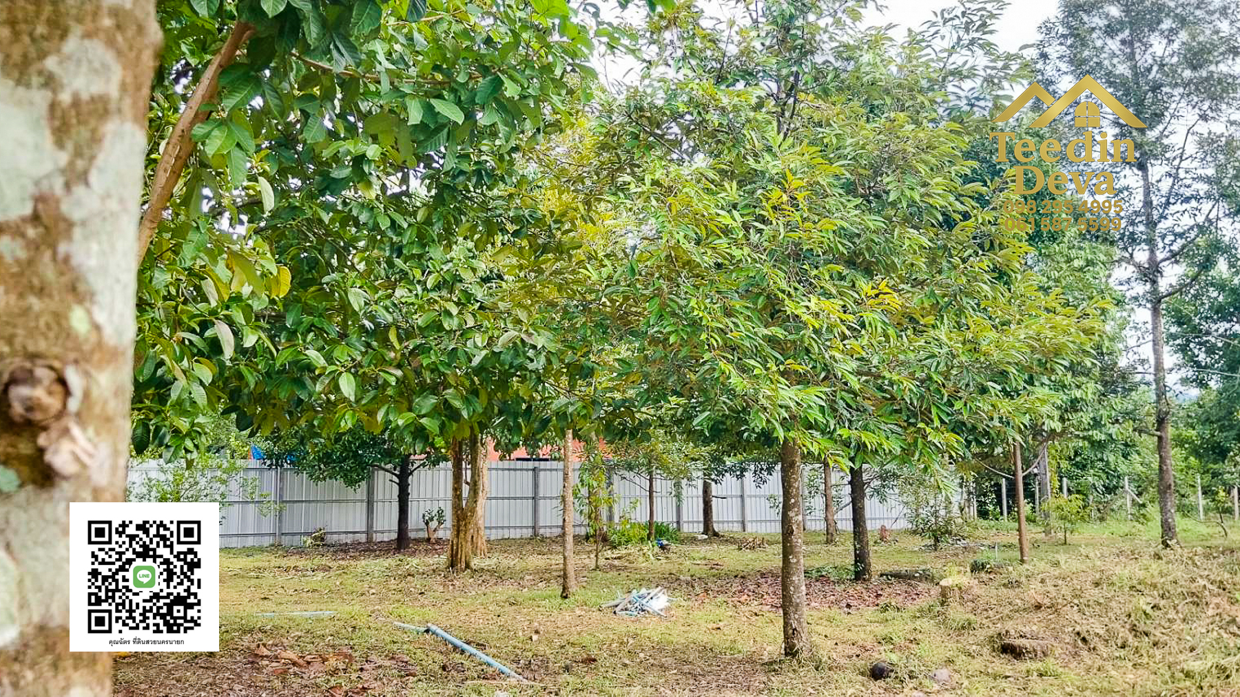 ที่ดินนครนายก สวนผลไม้ ทุเรียน มังคุด พร้อมเก็บเกี่ยว ขนาด 1 ไร่ ต.หินตั้ง อ.เมือง จ.นครนายก