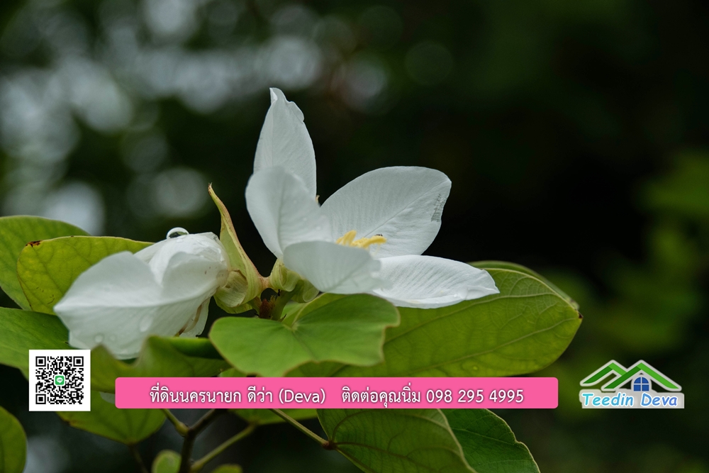 ขายบ้านสวน กลางนา วิวเขาใหญ่ ต.สาริกา อ.เมือง จ.นครนายก