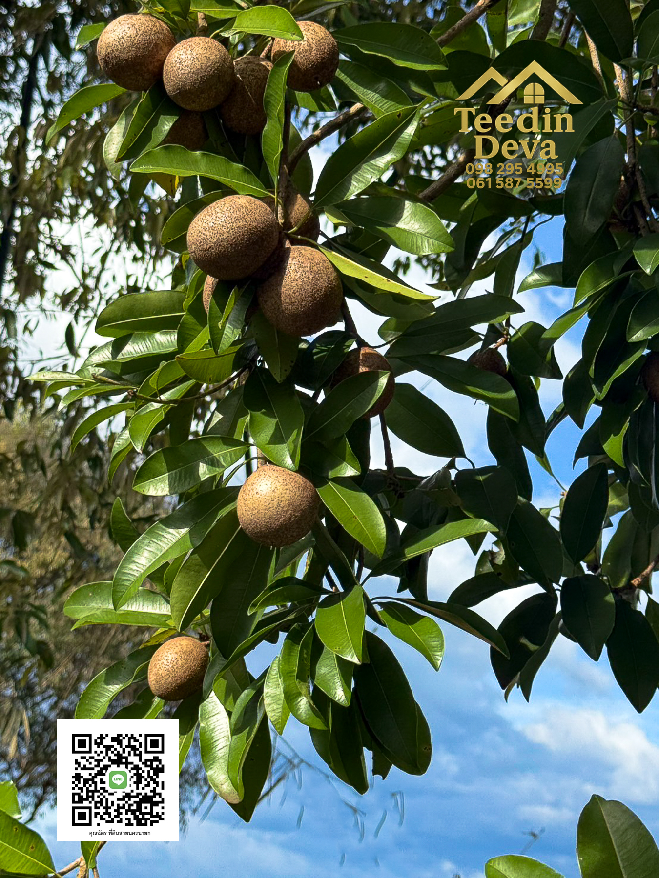 🌄 บ้านสวนผลไม้ในฝันกลางวิวเขาใหญ่ — 2 ไร่ 45 ตรว. ต.นาหินลาด อ.ปากพลี จ.นครนายก 🍃