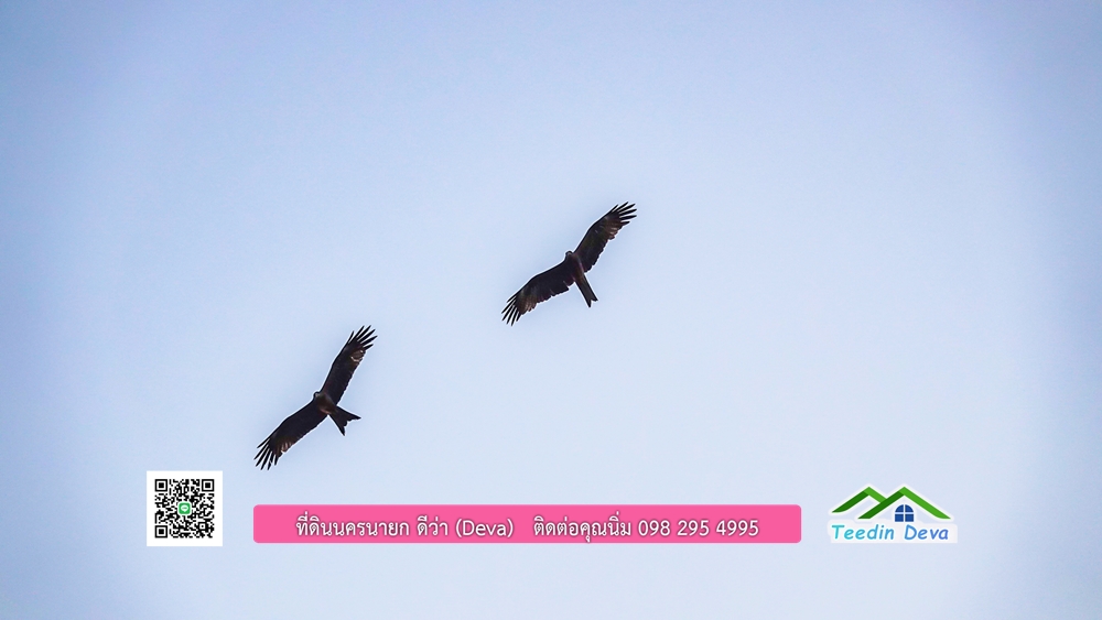 🌿 ที่ดินสวยๆ ขนาด 2 ไร่ พร้อมน้ำไฟ ดินดี น้ำดี อากาศดี มีเพื่อนบ้าน ณ ต.ปากพลี อ.ปากพลี จ.นครนายก