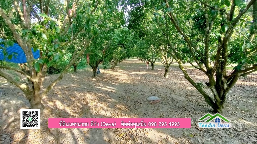 ขายสวนมะยงชิดพันธุ์ทูลเกล้า ขนาด 7 ไร่ ทำเลดีเยี่ยม ติดถนนลาดยาง ต.เขาเพิ่ม อ.บ้านนา จ.นครนายก