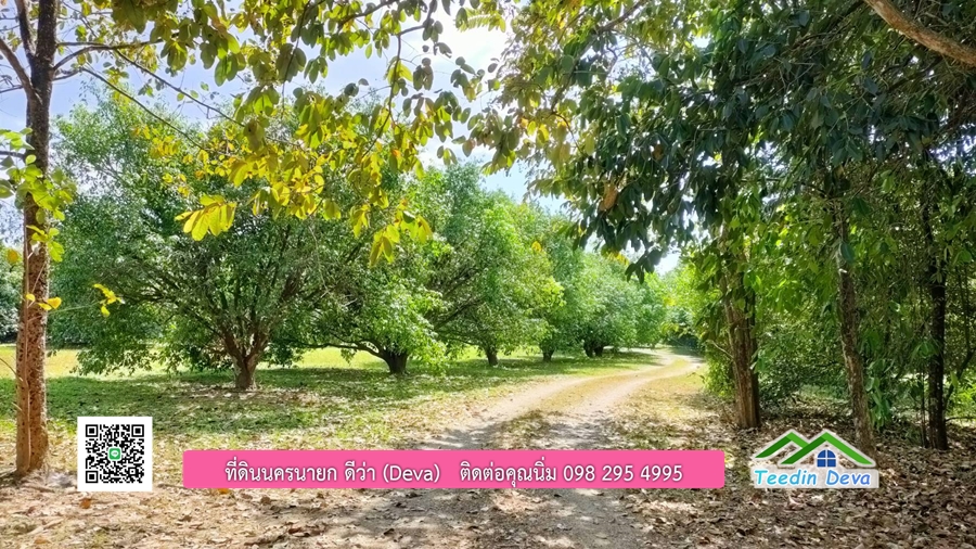 บ้านสวนผลไม้ ใกล้กับแหล่งท่องเที่ยว เจ้าของปลูกมะยงชิด ส้มโอ ต้นกฤษณา 20 ไร่ อยู่ติดถนนสายท่องเที่ยว สาริกา-นางรอง ต.สาริกา อ.เมือง จ.นครนายก