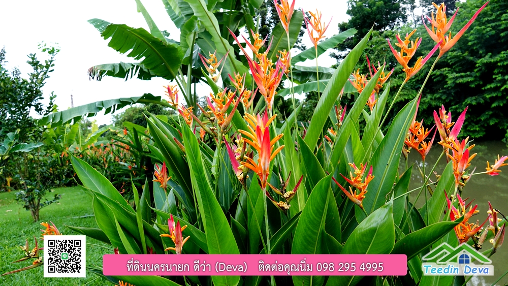 ขายรีสอร์ท ใกล้ โรงเรียนนายร้อย จปร. นครนายก พื้นที่ 3 ไร่ ทำเลดี ด้านหน้าติดถนนลาดยาง ด้านหลังลำคลองธรรมชาติ