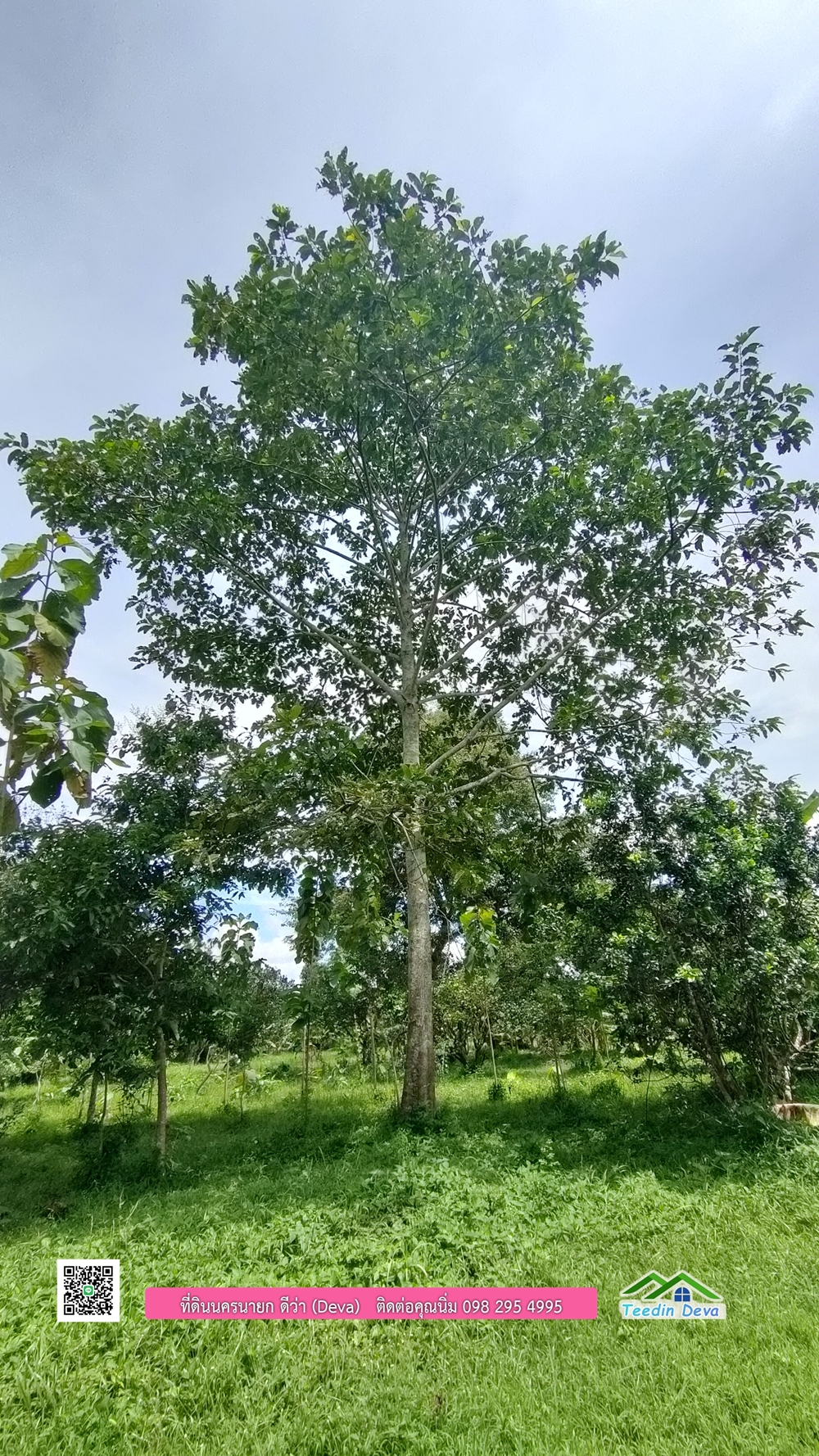 ที่ดินนครนายก สวนผลไม้ 2 ไร่ มีต้นพะยูง ต้นสักทอง ทุเรียน กาแฟ อยู่ใกล้เขื่อนขุนด่าน ต.สาริกา อ.เมือง จ.นครนายก