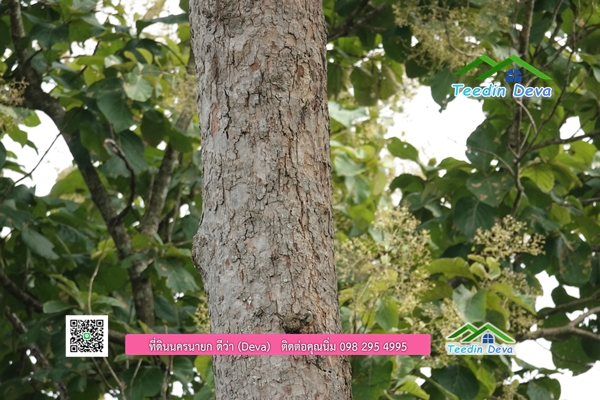 🌳 ที่ดินแปลงสวย 1 ไร่ 21 ตร.ว ใกล้กับแม่น้ำนครนายก บรรยากาศดี ร่มรื่น มีต้นไม้ใหญ่ในแปลง โฉนดครุฑแดง