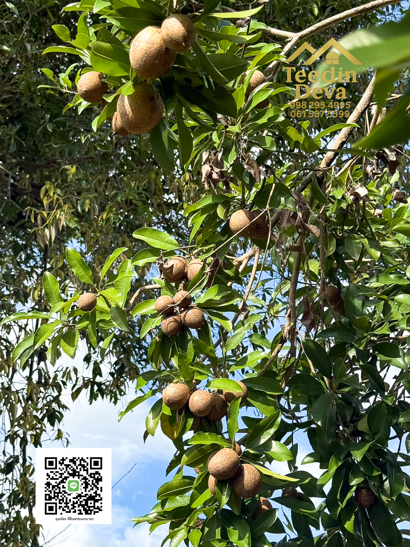 🌄 บ้านสวนผลไม้ในฝันกลางวิวเขาใหญ่ — 2 ไร่ 45 ตรว. ต.นาหินลาด อ.ปากพลี จ.นครนายก 🍃