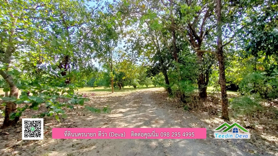 บ้านสวนผลไม้ ใกล้กับแหล่งท่องเที่ยว เจ้าของปลูกมะยงชิด ส้มโอ ต้นกฤษณา 20 ไร่ อยู่ติดถนนสายท่องเที่ยว สาริกา-นางรอง ต.สาริกา อ.เมือง จ.นครนายก