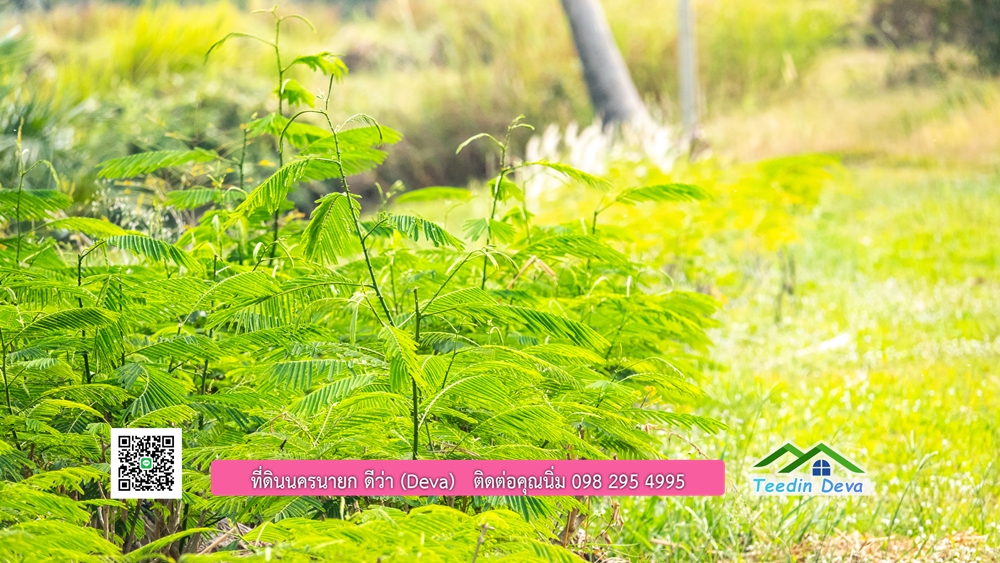 ขายที่ดิน สวนปาล์ม แปลงสวย ทำเลดี เนื้อที่ 11-3-8 ไร่ ให้ผลผลิตแล้ว อ.ปากพลี จ.นครนายก