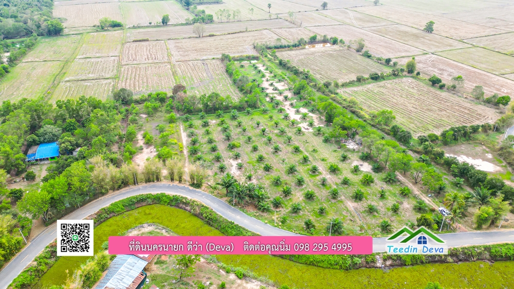 ขายที่ดิน สวนปาล์ม แปลงสวย ทำเลดี เนื้อที่ 11-3-8 ไร่ ให้ผลผลิตแล้ว อ.ปากพลี จ.นครนายก