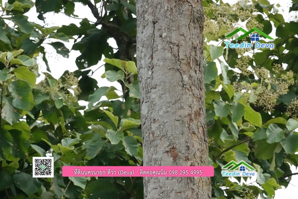 🌳 ที่ดินแปลงสวย 1 ไร่ 21 ตร.ว ใกล้กับแม่น้ำนครนายก บรรยากาศดี ร่มรื่น มีต้นไม้ใหญ่ในแปลง โฉนดครุฑแดง