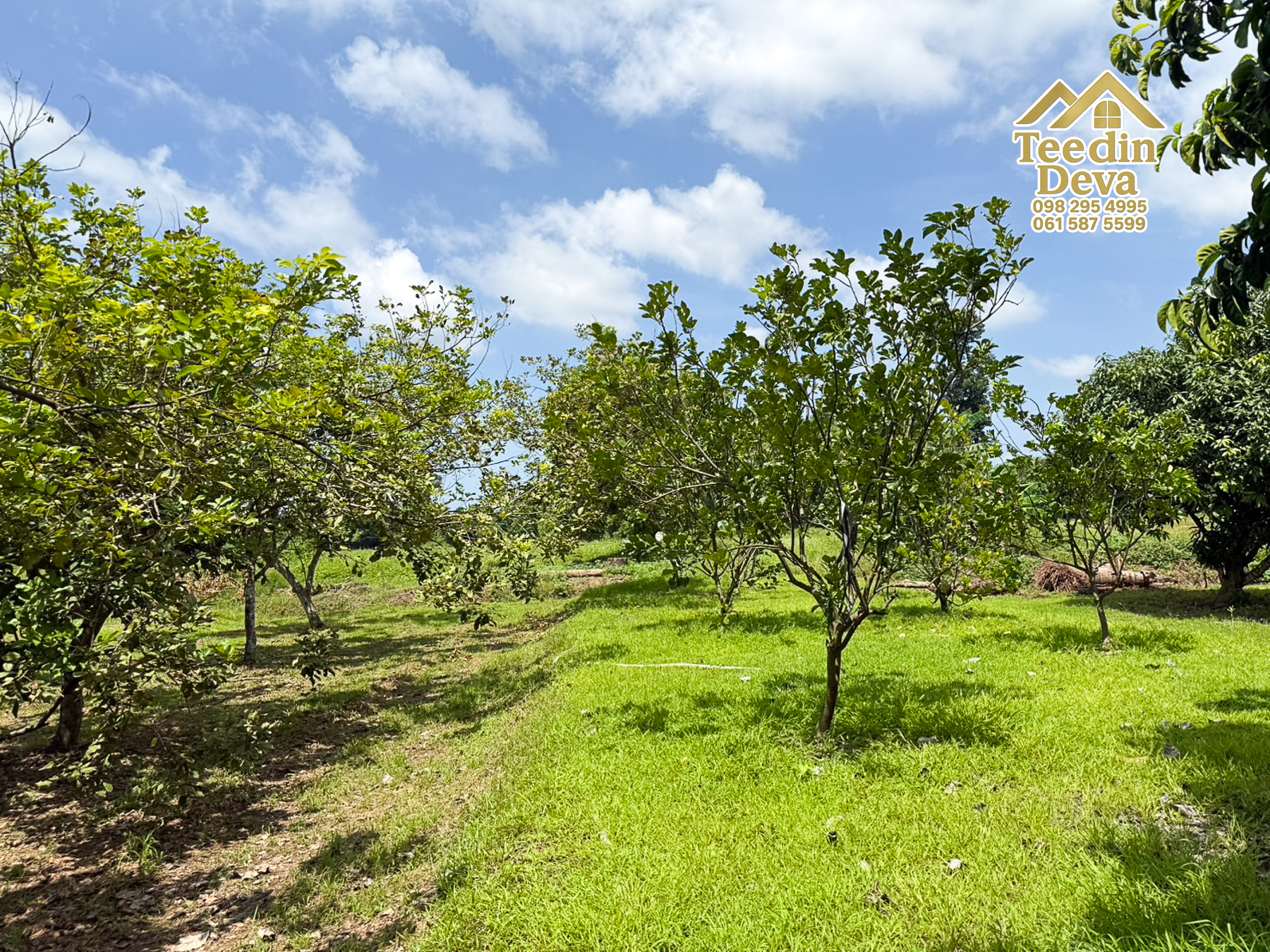 🌿 สวนผลไม้ในฝัน ใกล้เขื่อนขุนด่านปราการชล — 1 ไร่ 12 ตรว. ต.หินตั้ง อ.เมือง จ.นครนายก 🌿