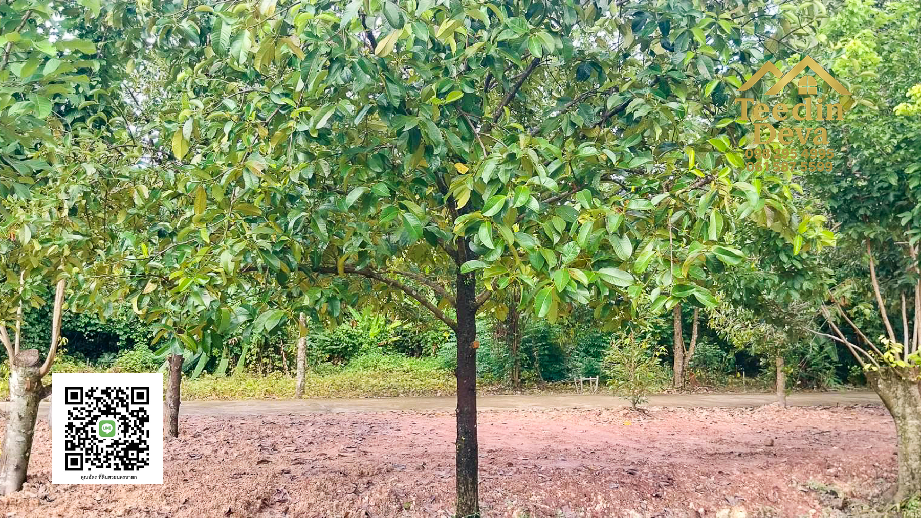 ที่ดินนครนายก สวนผลไม้ ทุเรียน มังคุด พร้อมเก็บเกี่ยว ขนาด 1 ไร่ ต.หินตั้ง อ.เมือง จ.นครนายก