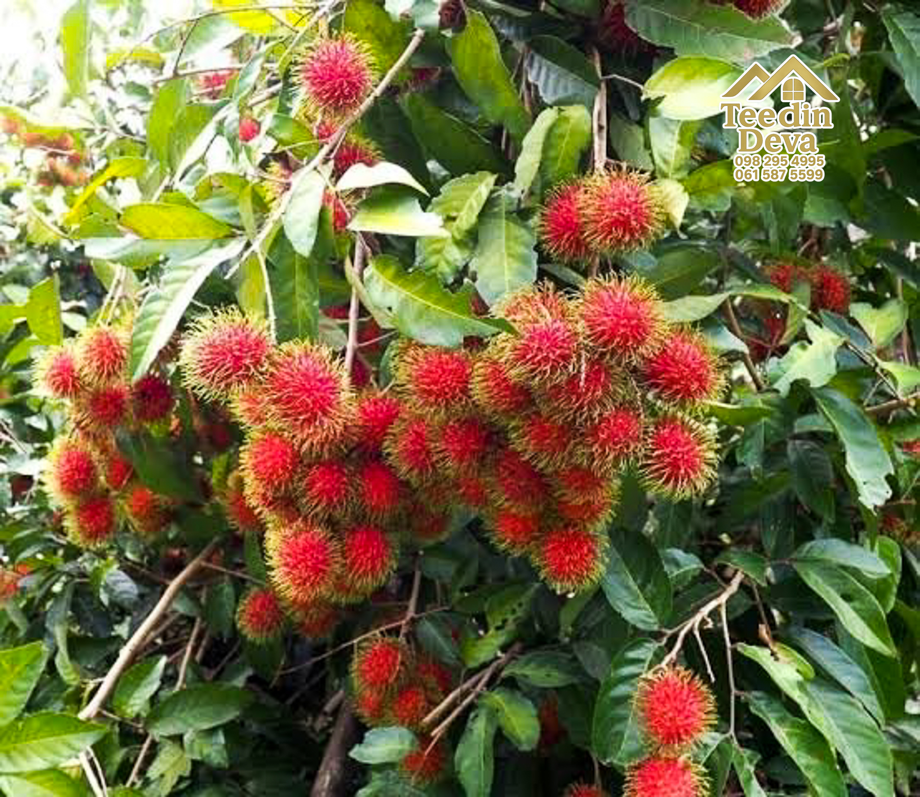 🌿 สวนผลไม้ในฝัน ใกล้เขื่อนขุนด่านปราการชล — 1 ไร่ 12 ตรว. ต.หินตั้ง อ.เมือง จ.นครนายก 🌿