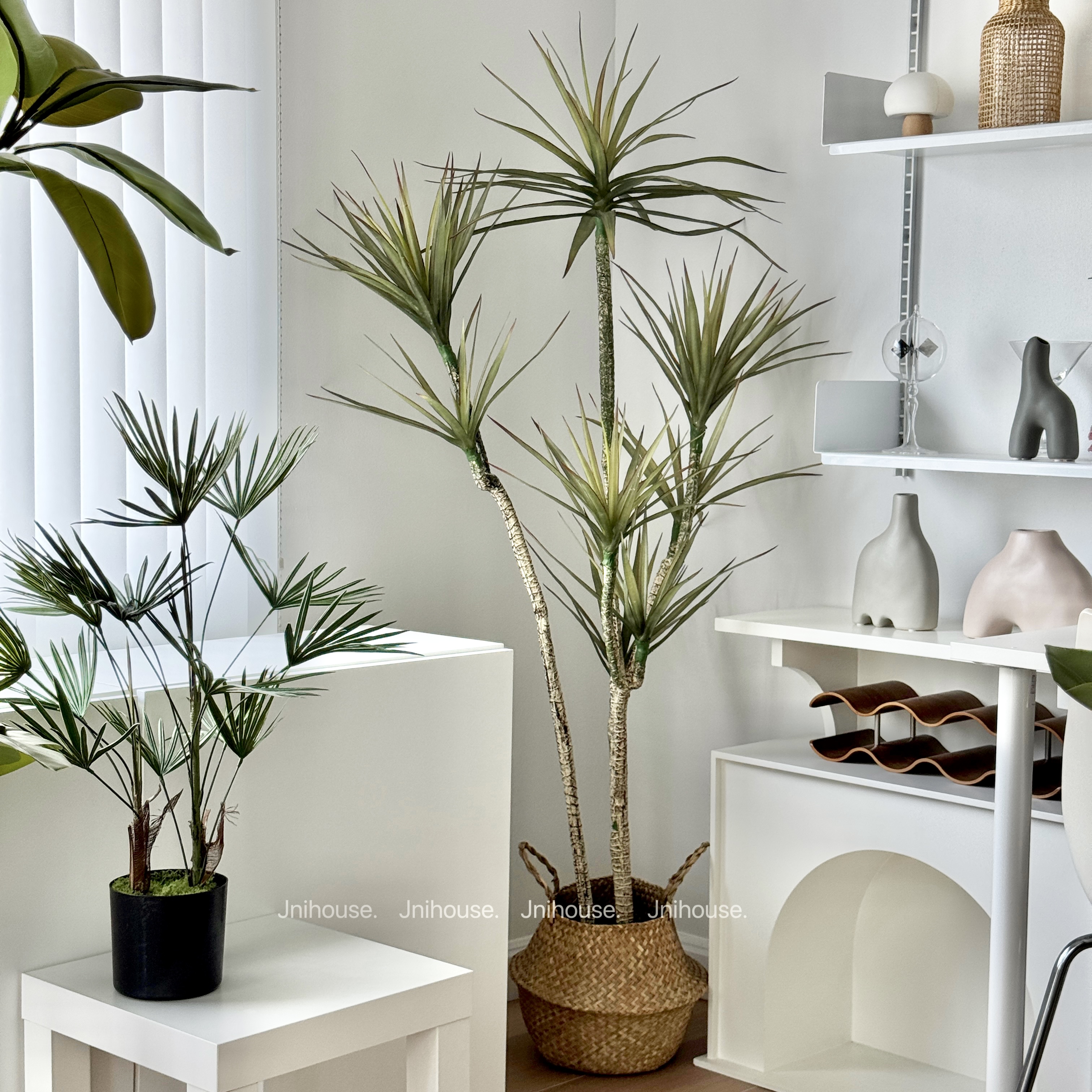 [พร้อมส่ง] Jnihouse : Dragon tree แถมตะกร้าสาน (Dracaena marginata)