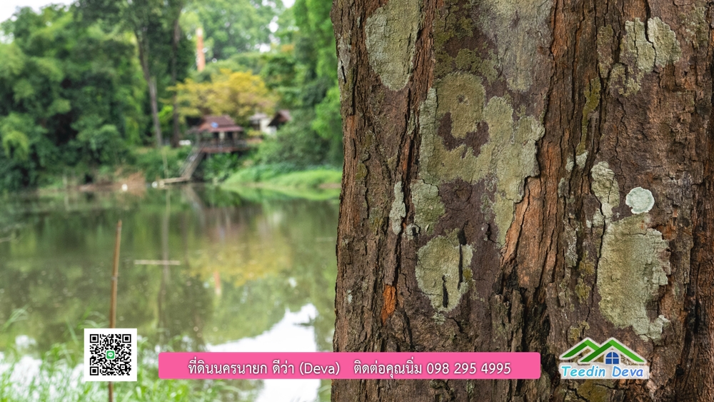 ที่ดินนครนายก ติดแม่น้ำ 14 ไร่ พื้นที่ติดแม่น้ำ 400 เมตร ชมลำธารสวยๆ บรรยากาศสบายๆ ต.สาริกา อ.เมือง จ.นครนายก