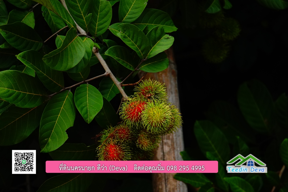 ที่ดินนครนายก วิวภูเขาสวยๆ ราคาแปลงละ 1.36 ล้านบาท สด และผ่อน